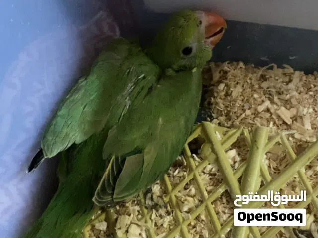 للبيع فرخ دره