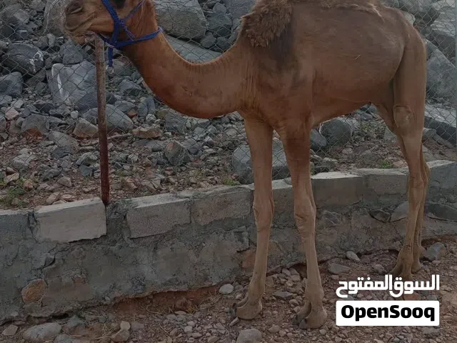 للبيع بكره