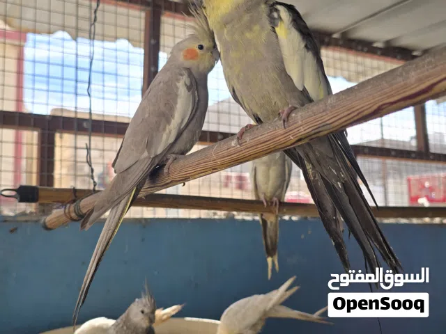 طيور كوكتيل