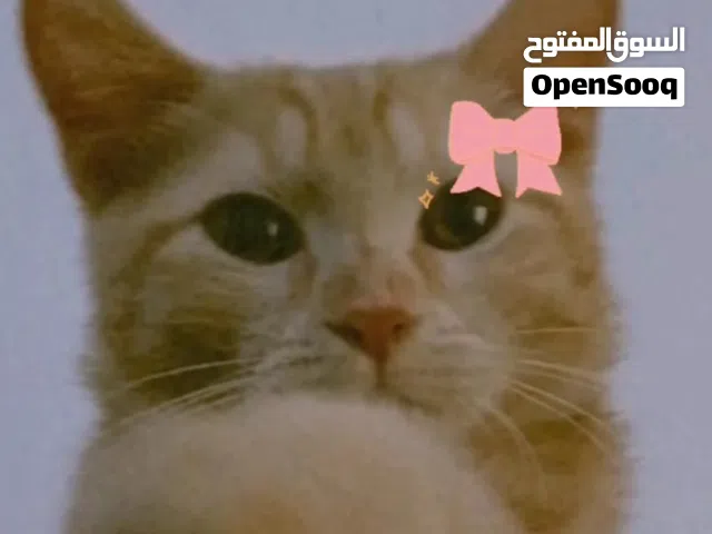 فندقة قطط تناسب الجميع مع عناية و إهتمام  و متوفر خدمات أخرى