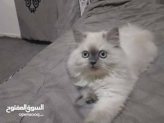قطه للبيع شيرازي  سكان عين الباشا