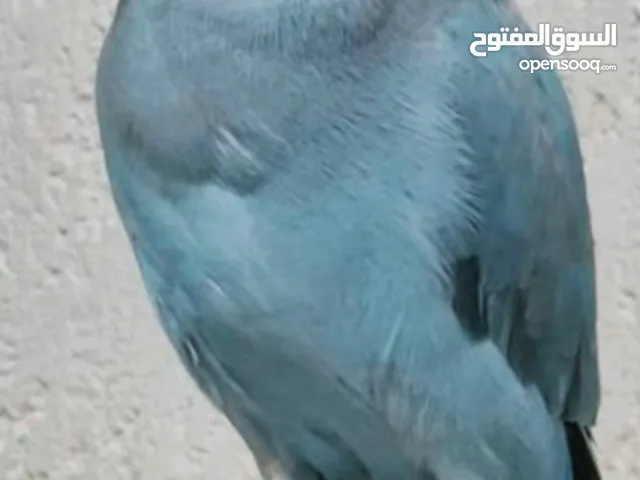 بغبغان دره ذكر شاب للبيع جميل جدا ماشاء الله كلمني ونتفق