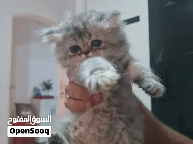 قطة بيرشن علي شيرازي