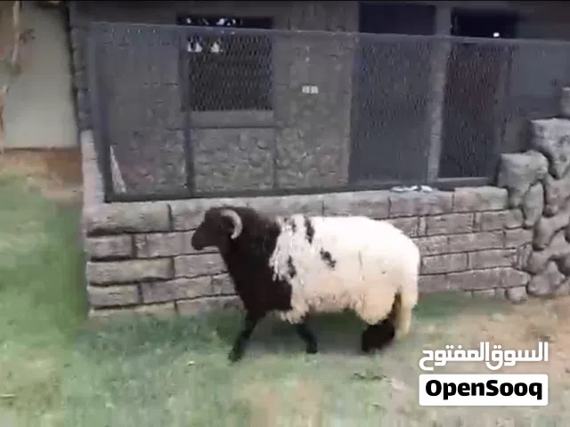 حولي ربي يبارك مياة بير وشعير ربي يبارك 2850وساهل عمره 9شهور10شهور