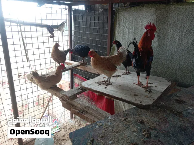 سلام متاح5 دجاجات وديج