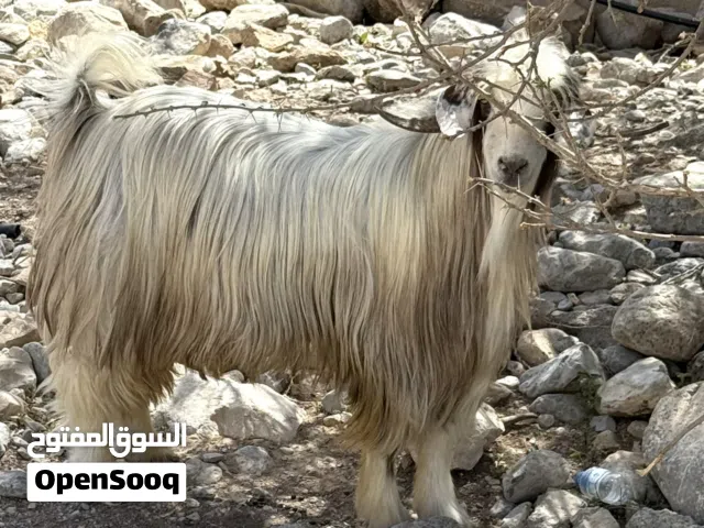 تيس من حلال الرحوب