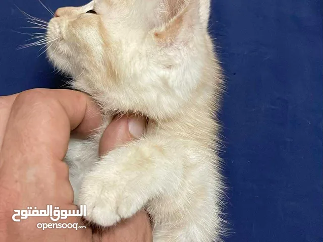 قطط للتبني