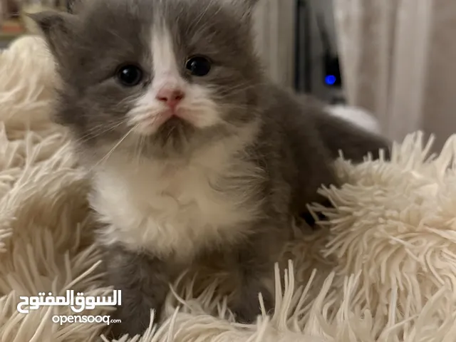 BRITISH KITTENS FOR BOOKING 1 MONTH OLD