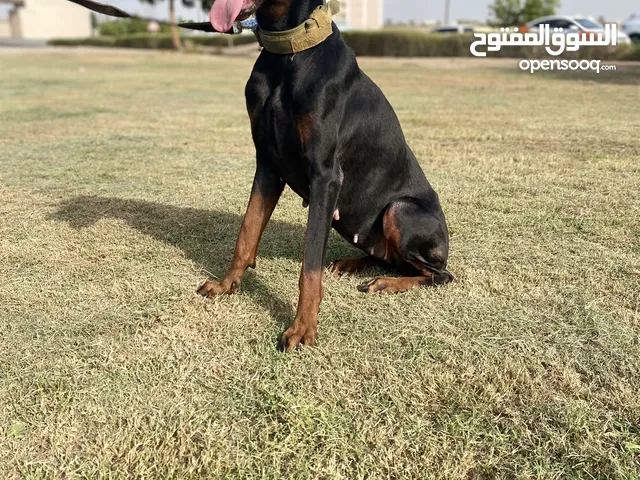 أنثى دوبرمان