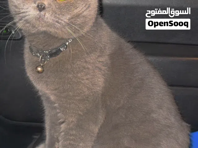 ذكر حار للتزاوج فقط