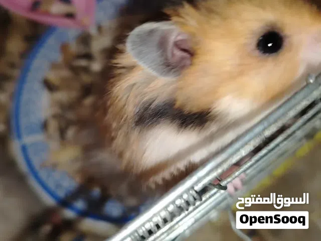 فار هامستر واحد كبير و4 صغير