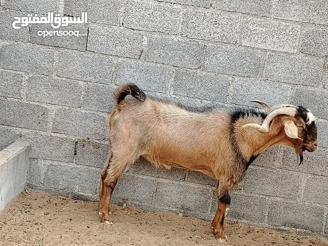 حلال للبيع بيور صلالي كريم وباكستاني وجامودي