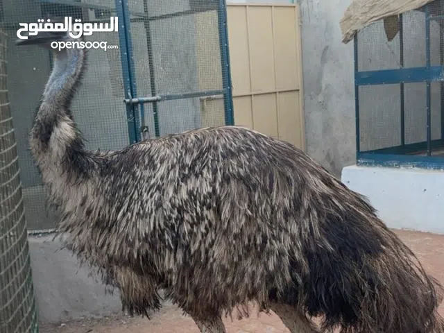 نعام الايمو