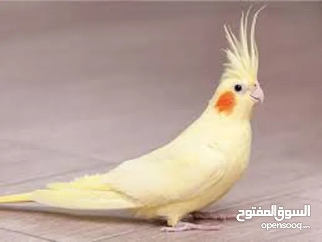 مطلوب ذكر كوكتيل لاتينو اقرأ الوصف