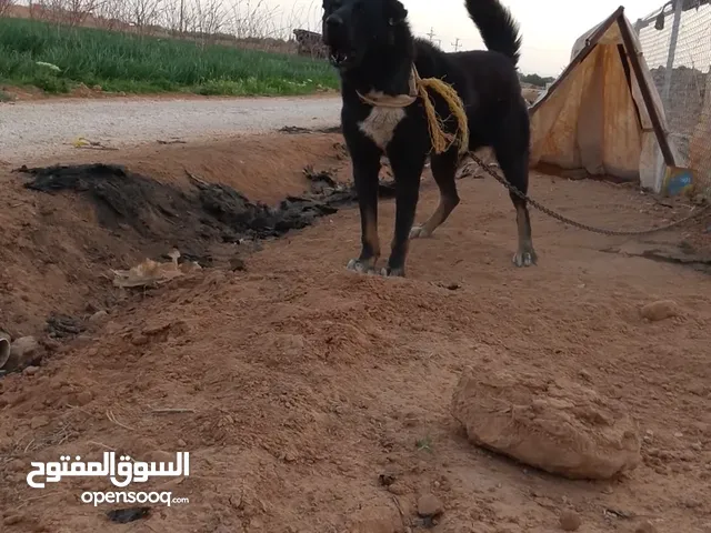 كلب شرس دم حامي. للبيع او للبدل