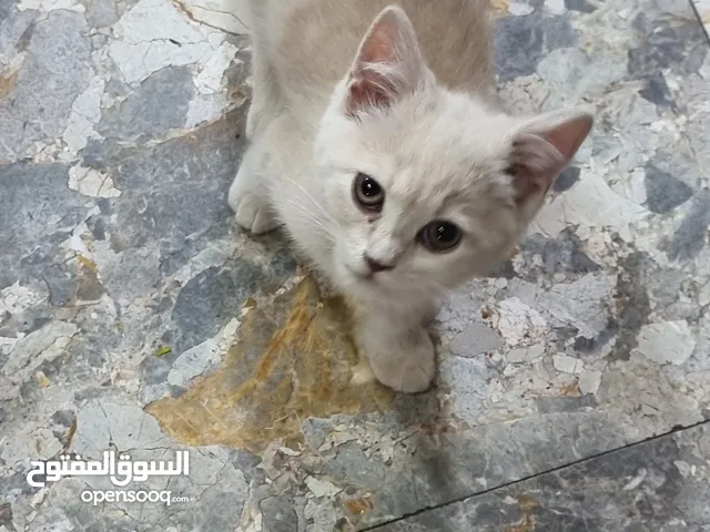 قطط صغيرة مكس سكوتش ستريت مع همالايا لعوبات نظيفات عددهم