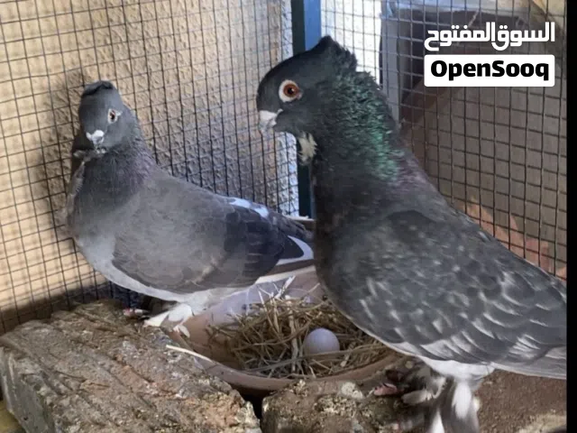 حمام سلاله حب الرمان متجوز جايب بيضتين