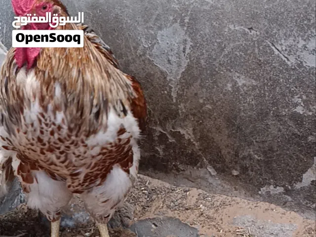 فروج ون دوت بركاني