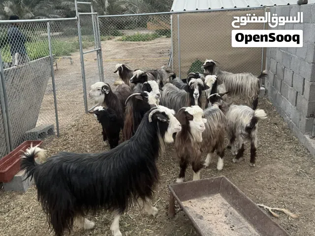 للبيع زرب غنم جمله حلال ممتاز و خالي من اي عذاريب