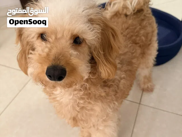 كلب متدرب على الحمام يحب الاطفال و لعوب و متطعم جميع التطعيمات مع كافه أغراضه السعر 130