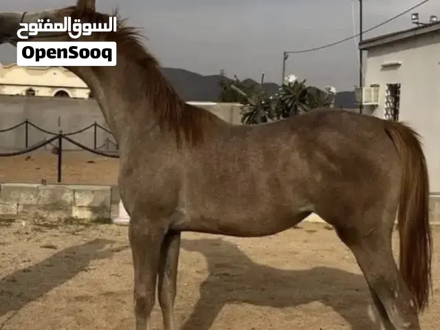 فرس للبيع .