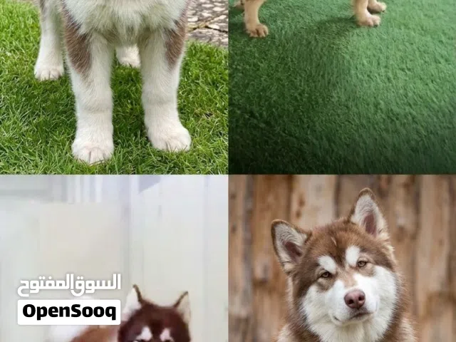 للبيع: جرو ألاسكان مالاموت جاينت (Alaskan Malamute Giant) العمر: شهرين ونصف الملحقات: الجواز وكافة ا