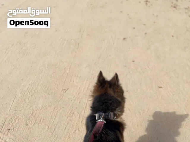 كلب للبيع جيرمن شبرد