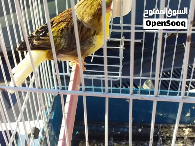 كوبيا الكناري قلستر اسخونا الله يبارك أقرا الوصف