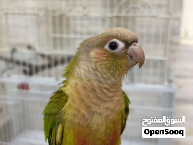 بغبغاء كنيور باينبل طفره حلوه