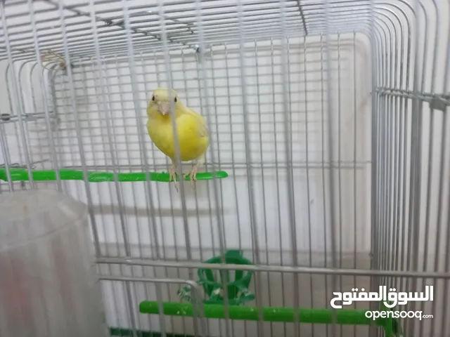 جوز كنار الذكر جزري تغريد نار والأنثى ليموني مخاليف كنار الأنثى ليموني عمر 5 أشهر مع قفص السعر 9