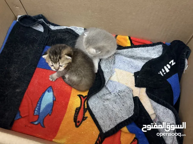 سكوتش فولد بيور العمر 1 سنة