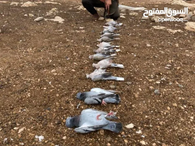 زغاليل بلدي