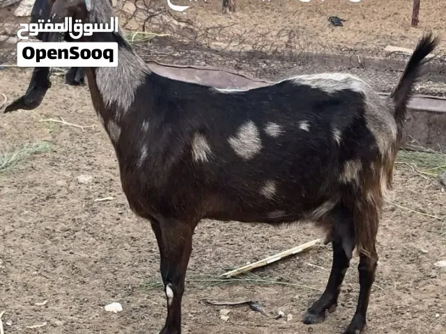 نعاج و معيز