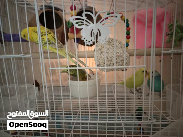 4Budgies, love birds with large cage