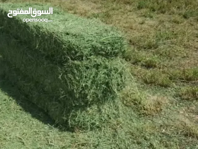 برسيم كويتي