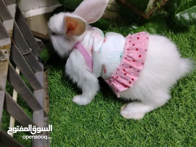 انا ب فرنسي نظيفه يوجد خدمه توصيل على حساب الشاري يوجد اقفاص