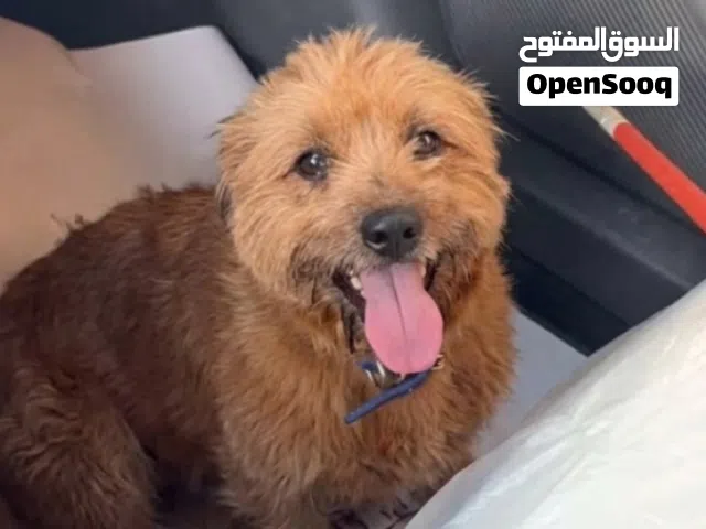 شيتزو ذكر العمر سنتين حركي ولعوب مع الاطفال