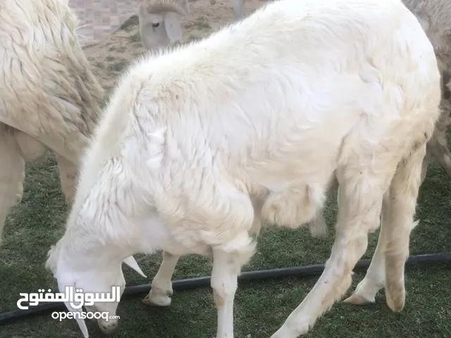 خروف خرطومي