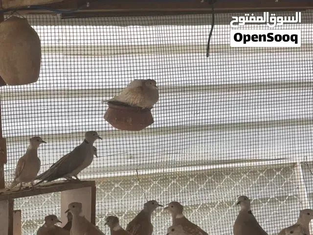 طيور ياكريم