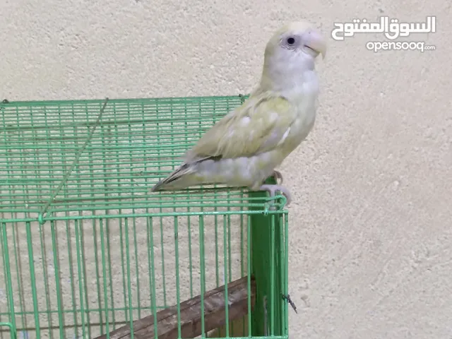 غندوره اليفه طينه مربيهه وهيه صغيره لعوبه ومرتبه