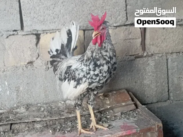 متاح زوج ماكنتوس افرك عمر6اشهر