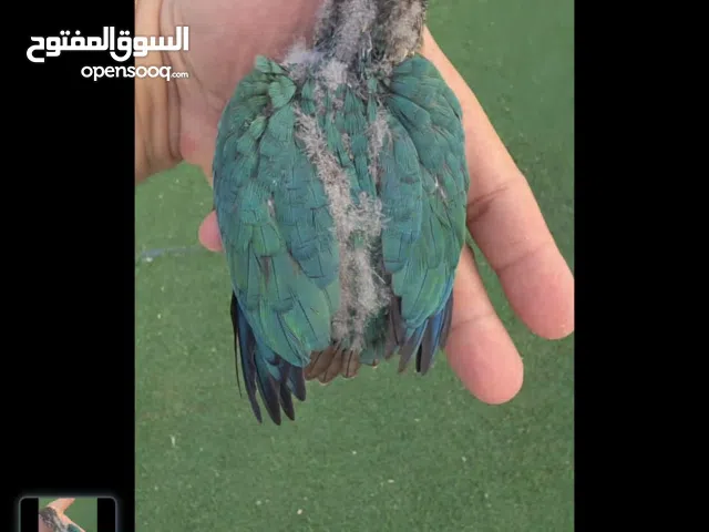 ببغاء كنيور تركوازي – فرخ على الغر أليف وبصحة ممتازة - Turquoise Conure Parakeet – Hand feeding-