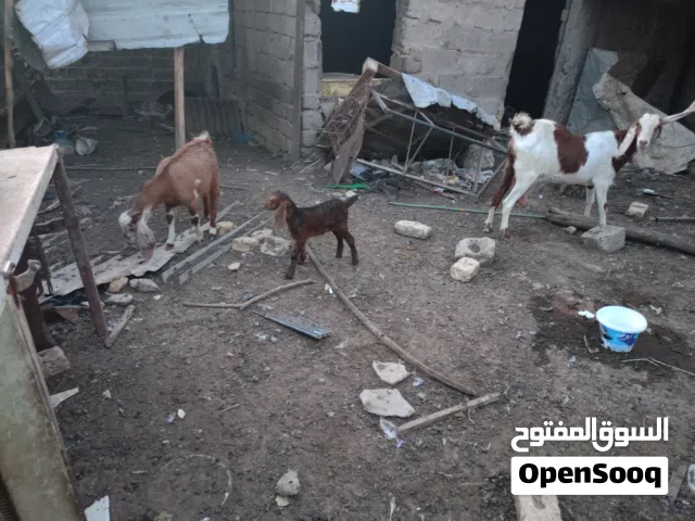 ماعز للبيع