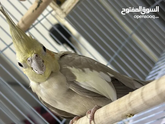 طيور كوكتيل للبيع ممتاز جدا