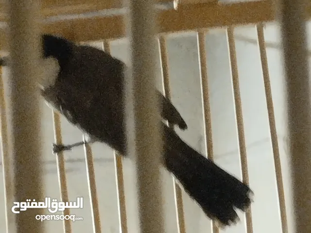 بلبل نشاط ونظافة وصوتة ماشاء الله