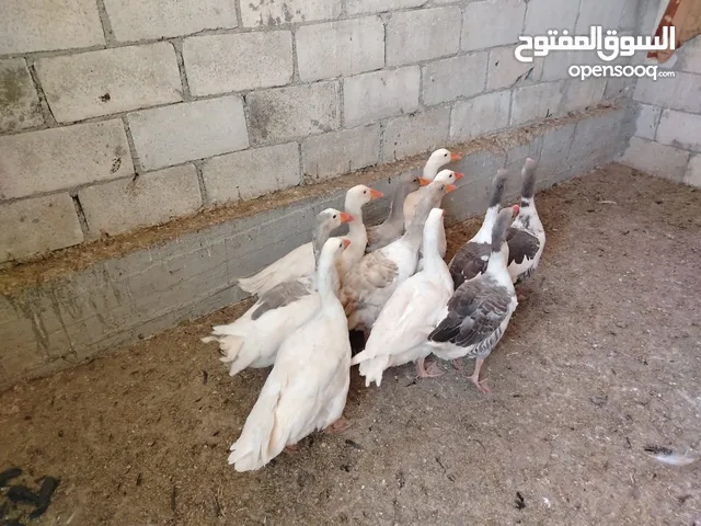 بسم الله ماشاءالله موجود وز حجم جامبو صلاة النبي 8 فرخات و3 ديوك الي شرا يرن ما منقصر معو انشاء الله