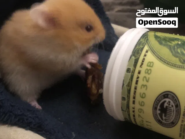 هامستر للبيع