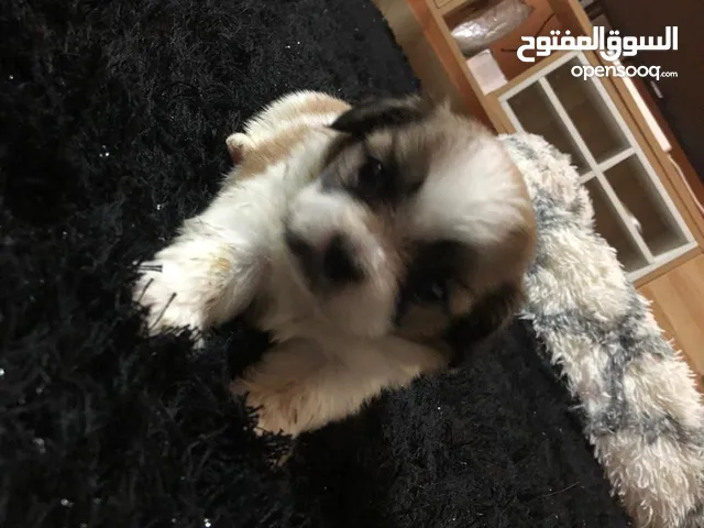 كلاب شيتزو للبيع صغار اعمارهن شهرين120 قابل للتفاوض Dog for sell ton month old 120/100/80