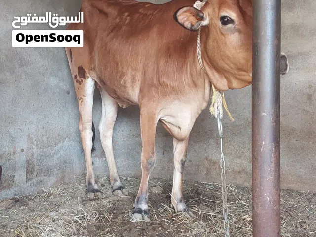 عجلة محلية ماشاء الله عليها