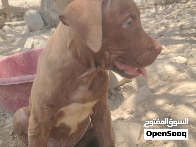 للبيع جراء بيتبول اصل أقرأ وصف